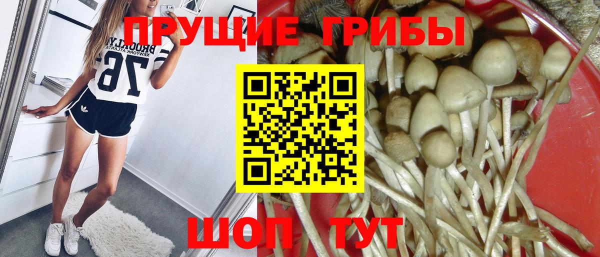 Псилоцибиновые грибы MAGIC MUSHROOMS  Вход с VPN  Галлюциногенные грибы Psilocybine cubensis  Видное 